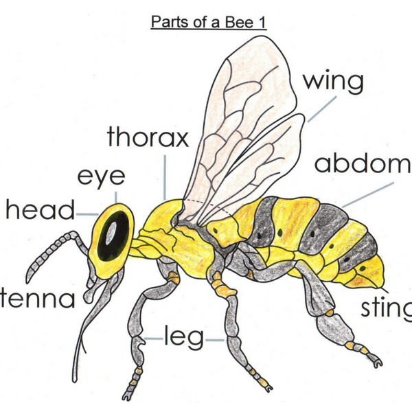 Letter Bee Lesson: Pre-math and Alphabet Activities - Hatchling Curriculum