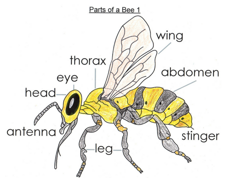 Letter Bee Lesson: Pre-math and Alphabet Activities - Hatchling Curriculum