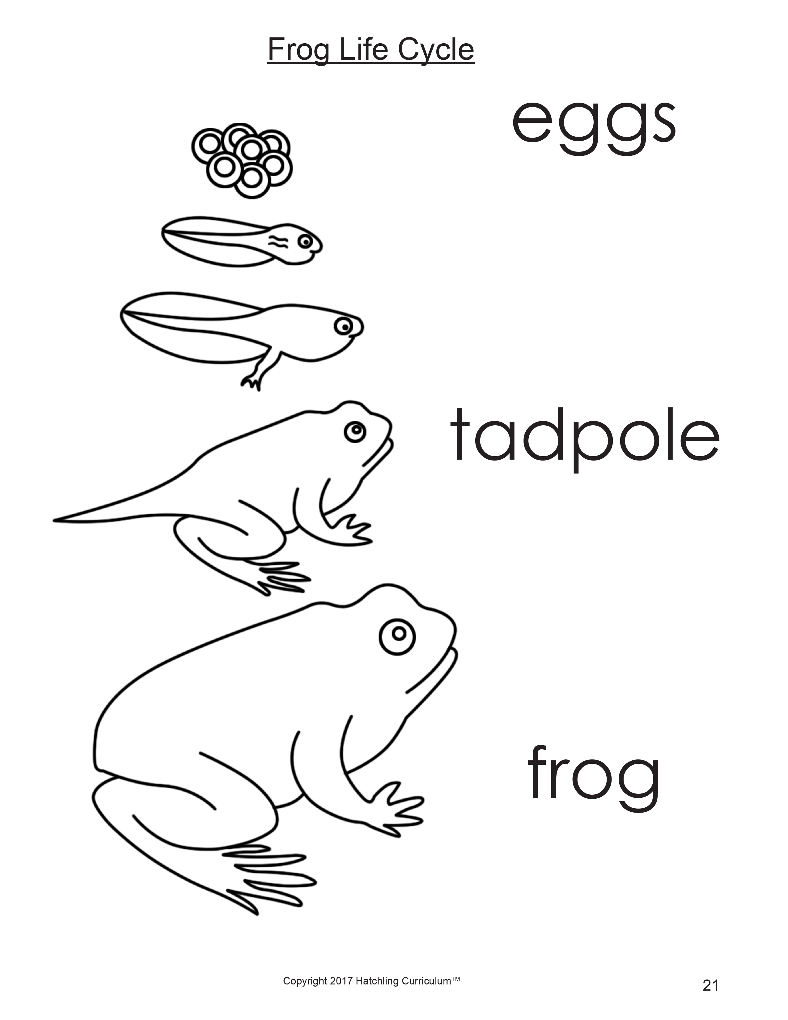 Circling Life Frog: Over 188 Royalty-Free Licensable Stock Illustrations &  Drawings | Shutterstock
