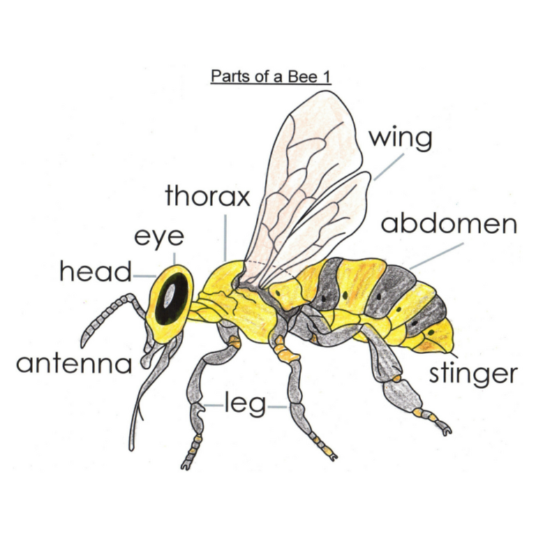 Bee Body Parts Diagram For Kids